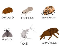 ダニみたいな茶色い虫の正体