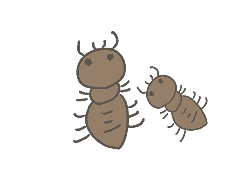 ダニみたいな茶色い虫の正体を確認