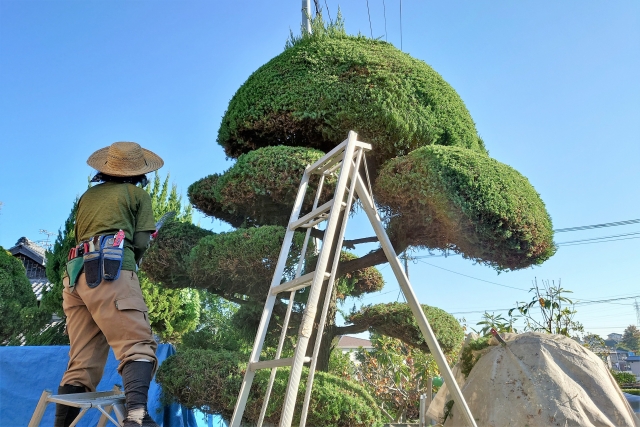 松の木の剪定におすすめの業者5選【実績・対応力で厳選】