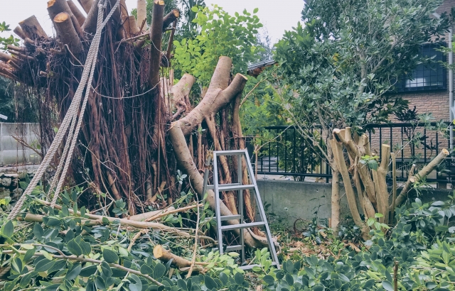 庭木を伐採している作業中の様子と脚立を使った作業風景