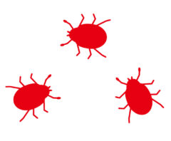 マダニに似た虫の見分け方