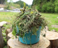 刈り取った大量の雑草をまとめて入れた容器