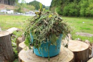 刈り取った大量の雑草をまとめて入れた容器