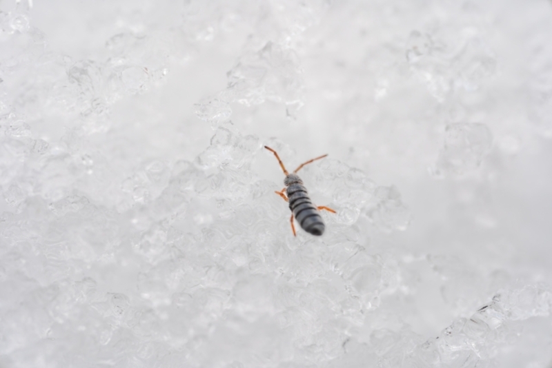白いホコリみたいな虫の特徴