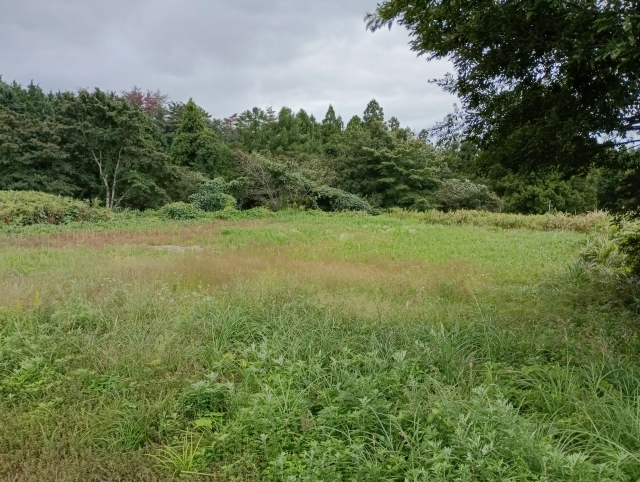 怖いダニが潜む草むら