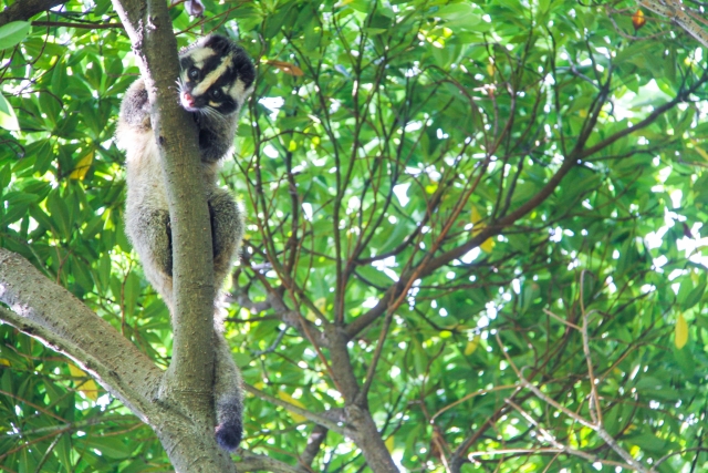 危険性が分かり、対策をはじめているのを見ているハクビシン