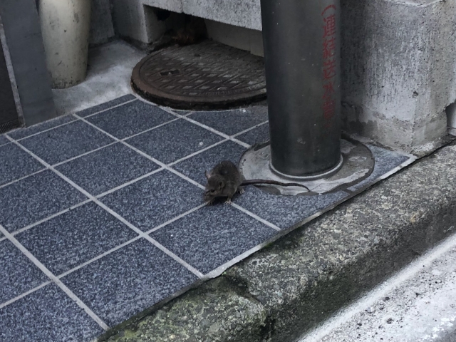 対策をしている物置に住み着いたネズミ