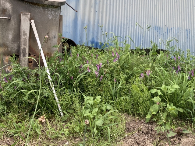 背丈まで伸びた雑草が密集して生えている庭の様子