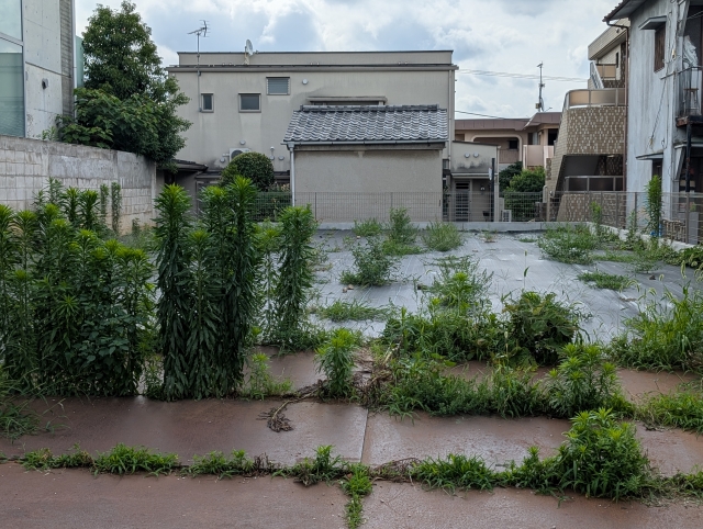 雑草が生い茂ったまま放置されている住宅敷地の様子