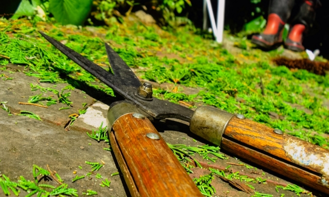 庭木の伐採に使われるノコギリと剪定ばさみ