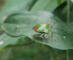 カメムシが窓にびっしり