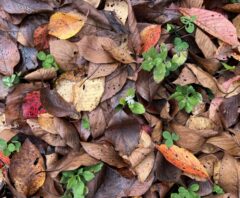 地面に積もった枯れ葉の中から雑草が生えている状態
