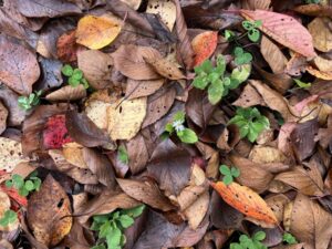 地面に積もった枯れ葉の中から雑草が生えている状態