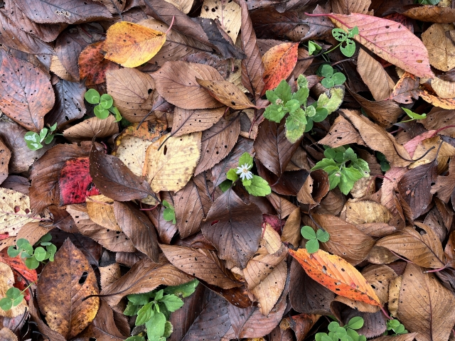枯れ草・枯れ葉の処理はどうする?正しい処分方法・放置リスク・業者依頼まで紹介