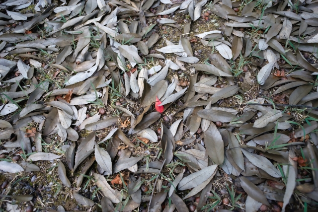 地面に大量に落ちて積もった枯れ葉の様子