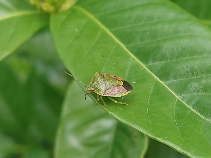 カメムシが窓にびっしりいる理由
