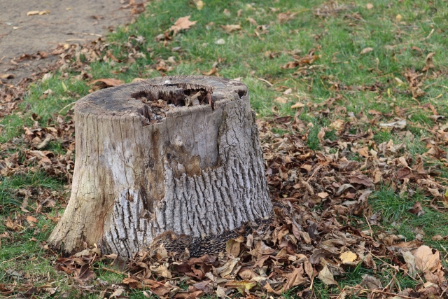 切り株を放置するとどうなる?起こりやすいトラブル
