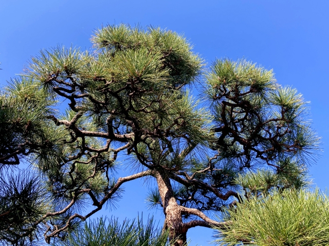 冬場に行う松の剪定方法【もみあげと透かし剪定】