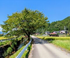 木の伐採は市役所に頼める?対応範囲と補助金の有無を解説