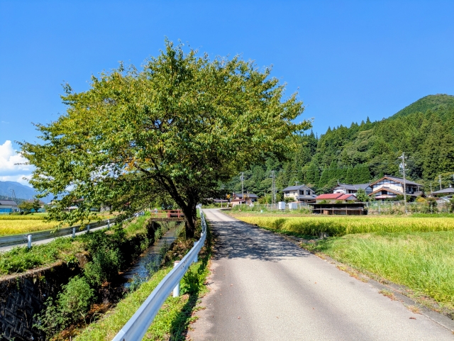木の伐採は市役所に頼める?対応範囲と補助金の有無を解説