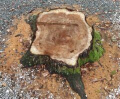 切り株を放置するとどうなる?起こりやすいトラブルと正しい対処法を解説