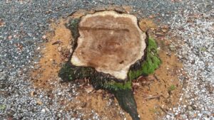 切り株を放置するとどうなる？起こりやすいトラブルと正しい対処法を解説