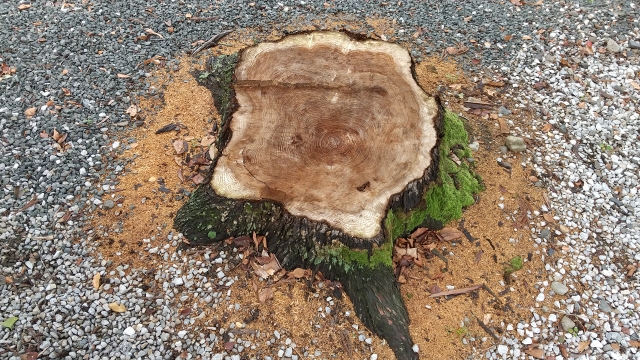 切り株を放置するとどうなる?起こりやすいトラブルと正しい対処法を解説