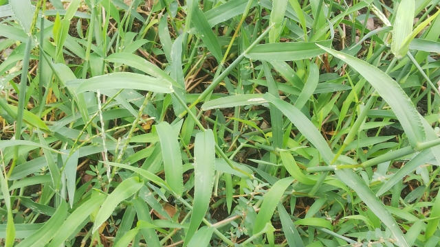 庭に生えている細長い葉の雑草の拡大イメージ