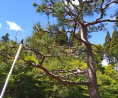 冬の松の剪定方法を徹底解説!適切な時期・失敗しないためのポイント