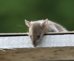 冬眠していないネズミ