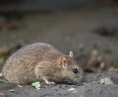 尿による被害にも注意しなければならないネズミ