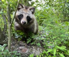 逃げないたぬき