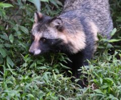 病気かもしれないたぬき