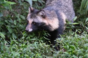 病気かもしれないたぬき