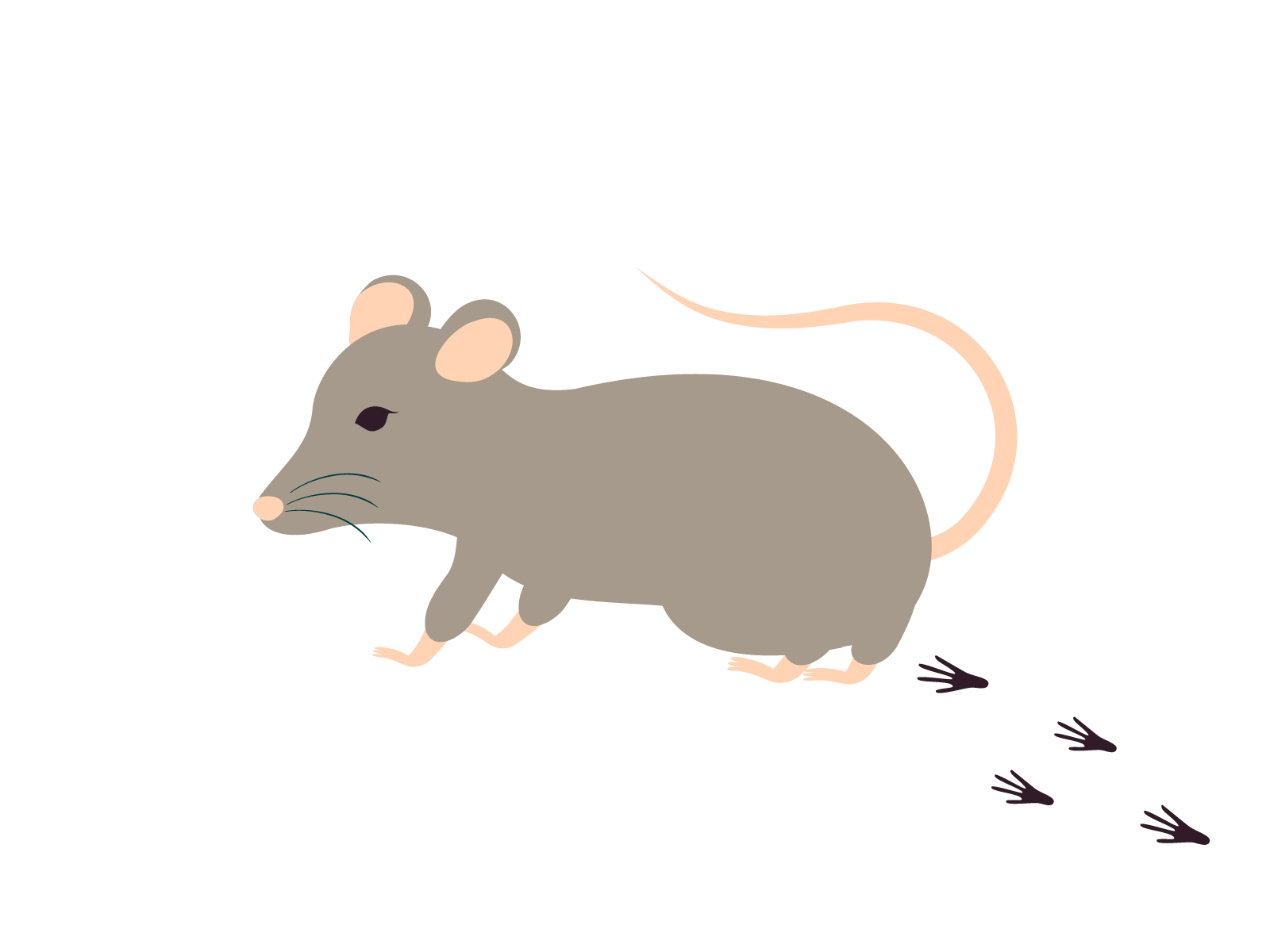 カインズのネズミ駆除どこまでできる?サービスの内容・市販グッズを紹介