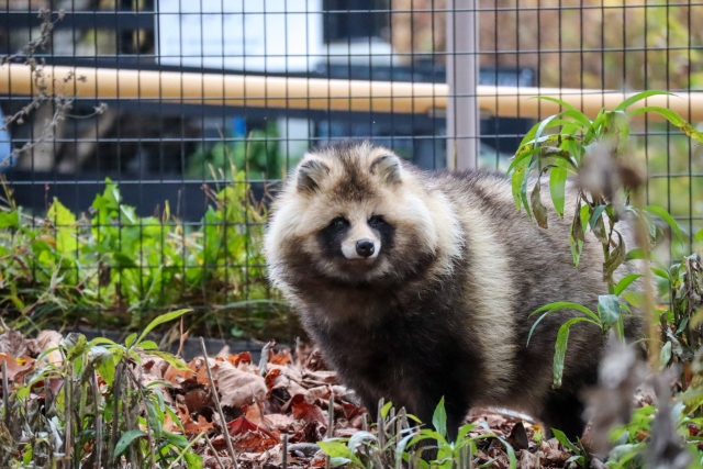 床下を住処にしている動物