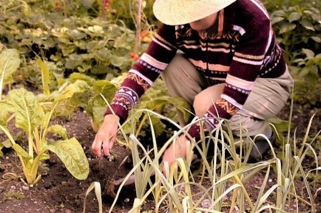 老後の庭の手入れはどうする?負担を減らす準備とローメンテナンスな庭への見直し方を解説