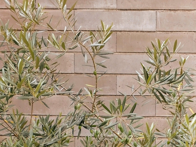 レンガ壁を背景にしたオリーブの木