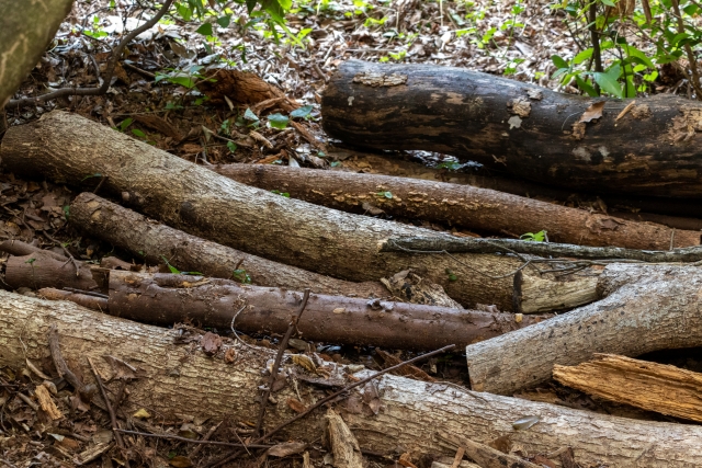 伐採後に積み重ねられた丸太