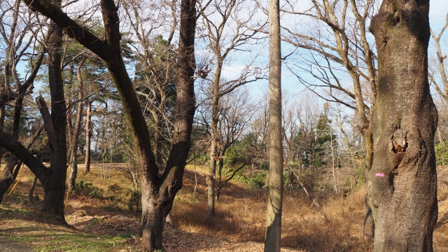 葉がほとんどなくなった枯れかけの立ち木