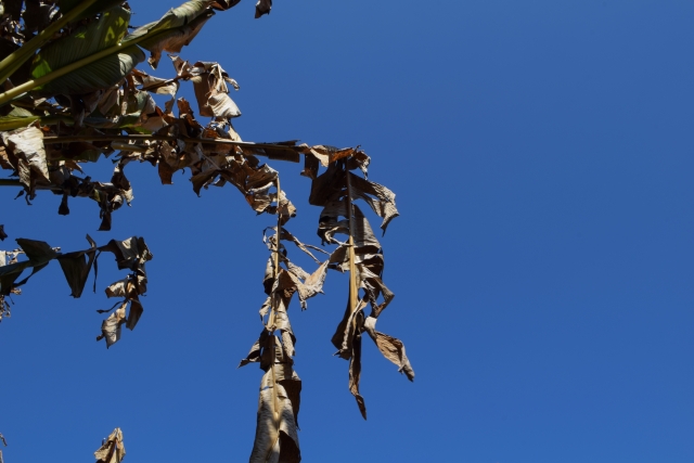 高い位置で葉がしおれている庭木