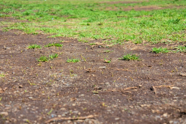 土の庭をどうにかしたい人が抱える主な悩み