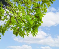 新緑の葉が広がる庭木を見上げた風景