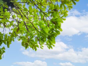 新緑の葉が広がる庭木を見上げた風景