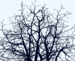 葉がなく枝だけになった冬の庭木