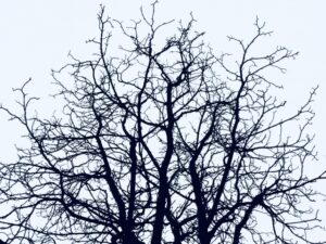 葉がなく枝だけになった冬の庭木