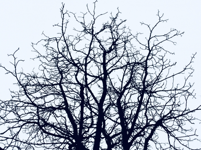 枯れた木は切った方がいい?放置リスクと判断基準・安全な対処法をわかりやすく解説