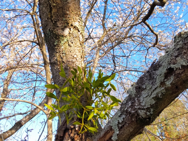 大木の幹に着生した緑の植物