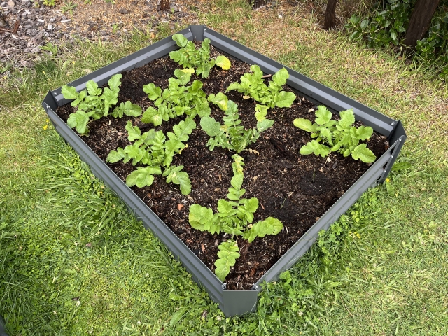 レイズドベッド