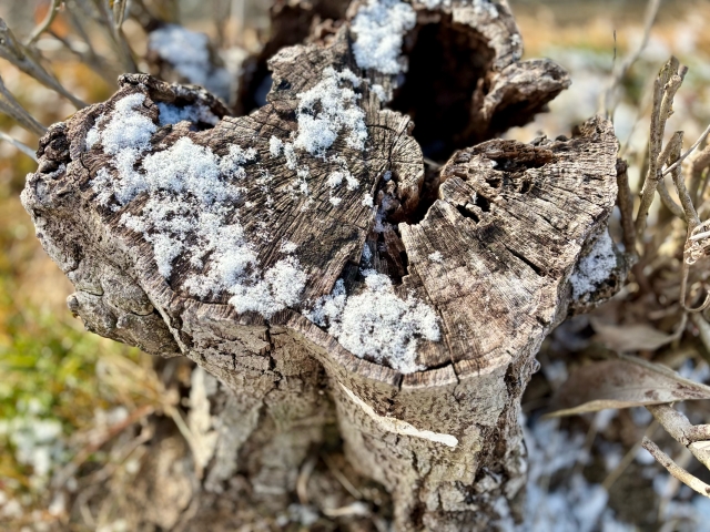 腐食して内部が空洞化した木の切り株